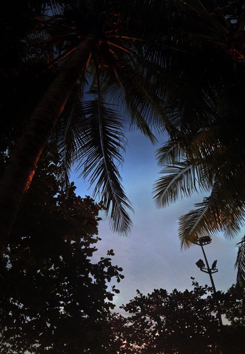 DonCharisma.org Beach Sunset Palm Towerama PTGui-1w-x-7h-L