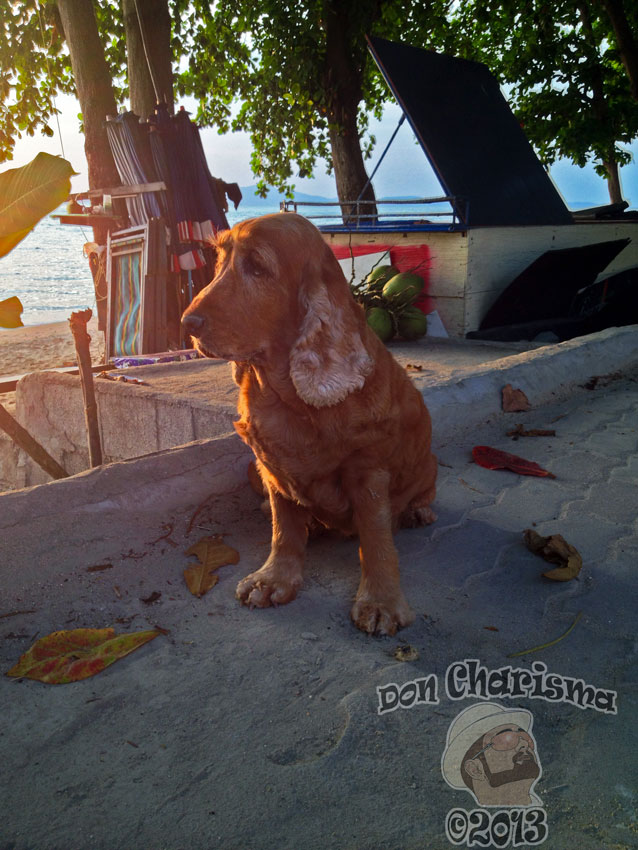 DonCharisma.org Cocker Spaniel 1P