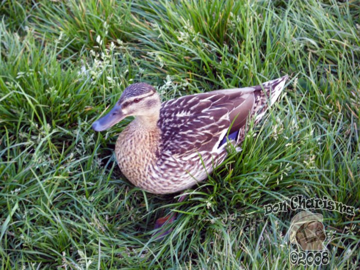 DonCharisma.org-Balcony-Sunrise-Panorama-Wide