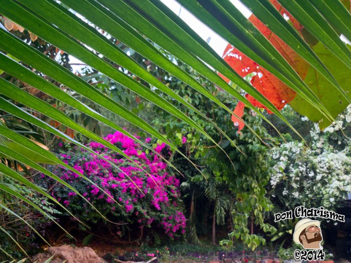 DonCharisma.org-Secret-Garden-1L