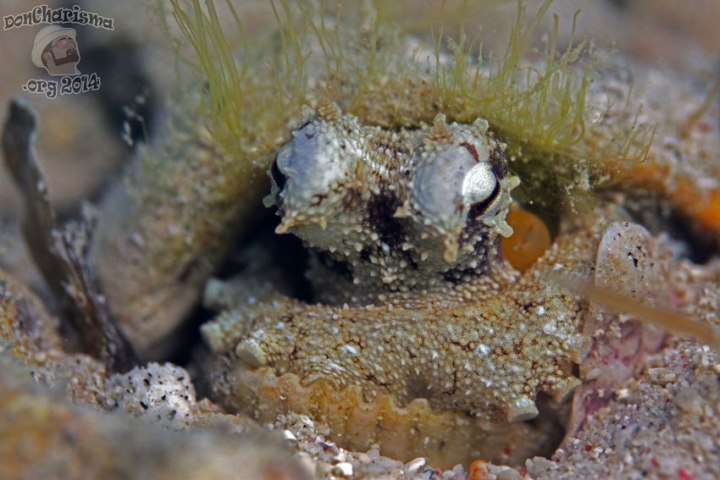 DonCharisma.org-Bottom-Feeder