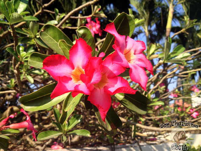 DonCharisma.org-Balcony-Sunrise-Panorama-Wide