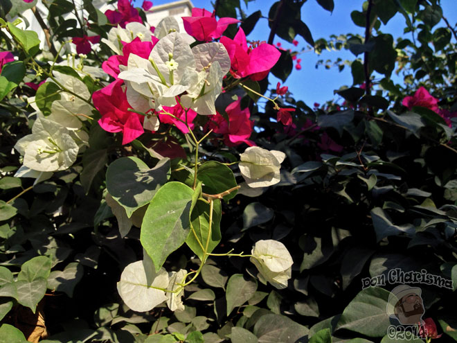 DonCharisma.org-More-Pretty-Flowers-1L