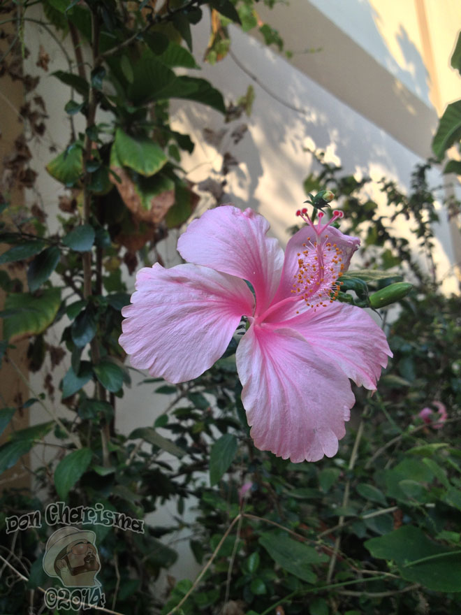 DonCharisma.org-Pretty-Flowers-2-Yay