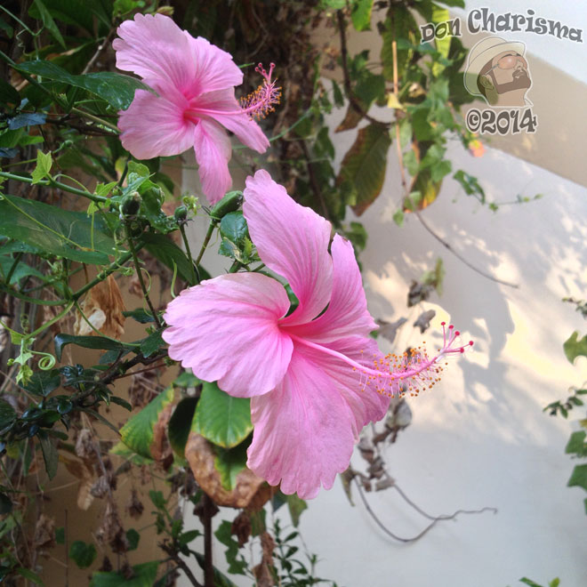 DonCharisma.org-Pretty-Flowers-Yay