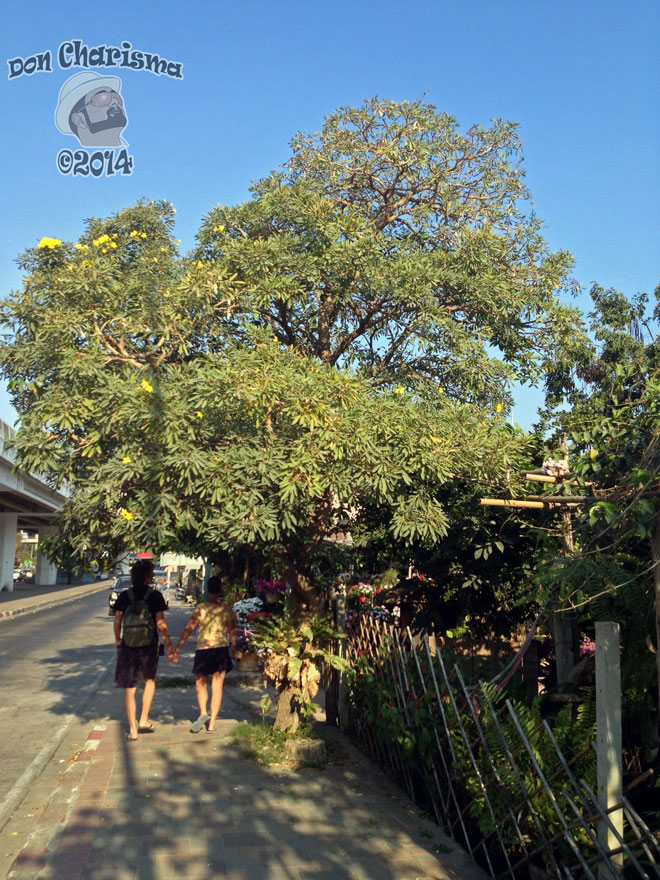 DonCharisma.org-Tree-Hand-Holding-Couple-1P