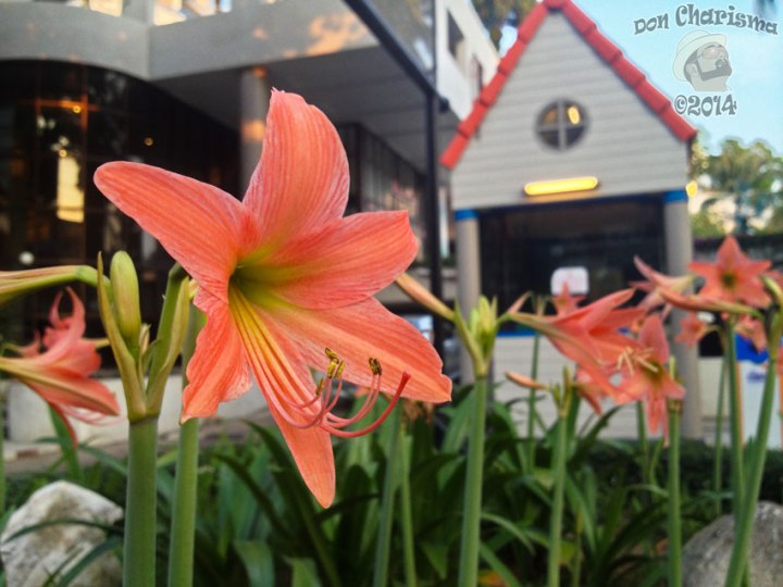 DonCharisma.org-Balcony-Sunrise-Panorama-Wide