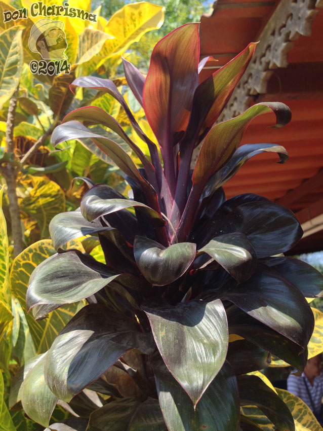 DonCharisma.org-Cambodia-Plant-1P