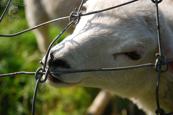 DonCharisma.org-Balcony-Sunrise-Panorama-Wide