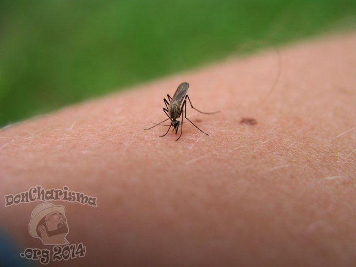 DonCharisma.org-Mosquito-Ninja