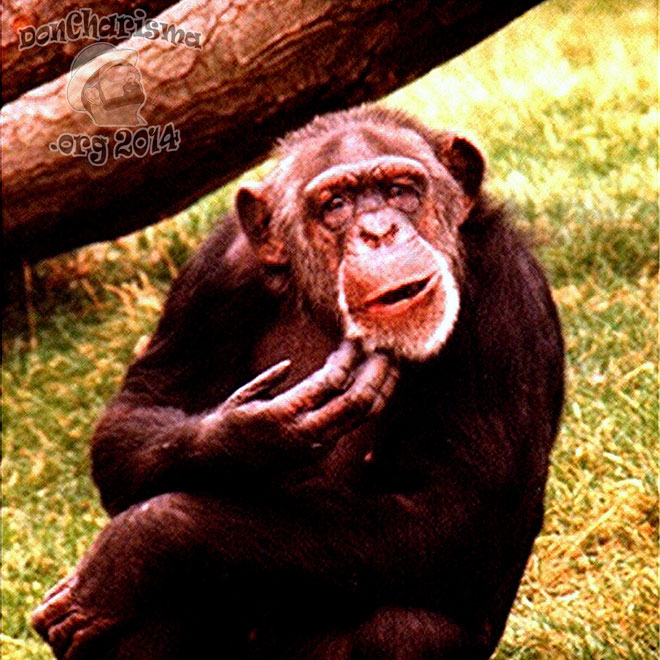 DonCharisma,org-Confused-Chimp-FI