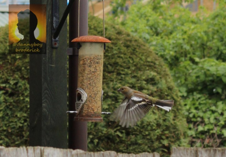 dannyboybroderick-bird-caught-in-flight