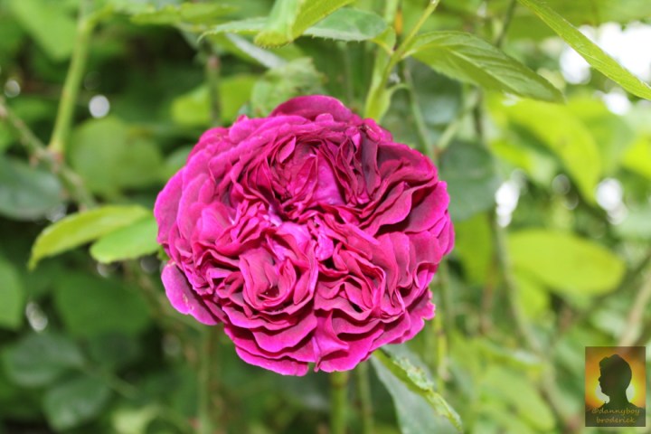 dannyboybroderick-english-rose