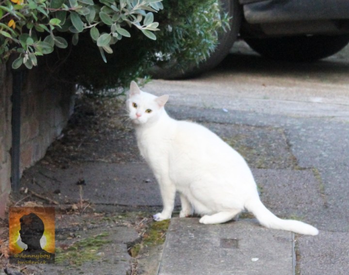 dannyboybroderick-pussy-cat-1