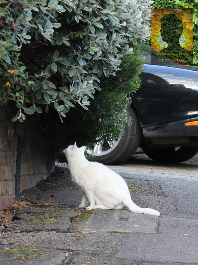 dannyboybroderick-pussy-cat-2