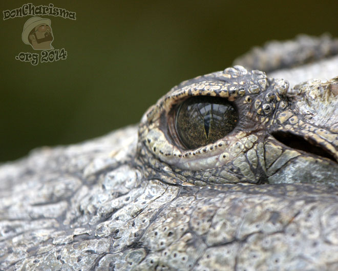 DonCharisma.org-Crocodile-Eye