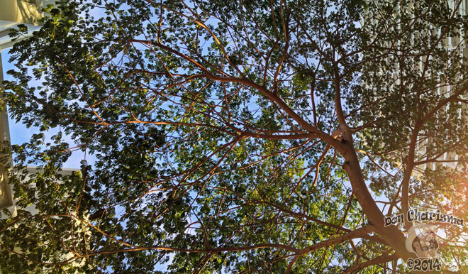 DonCharisma.org-Evening-Tree-Canopy-2