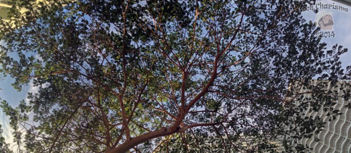 DonCharisma.org-Evening-Tree-Canopy