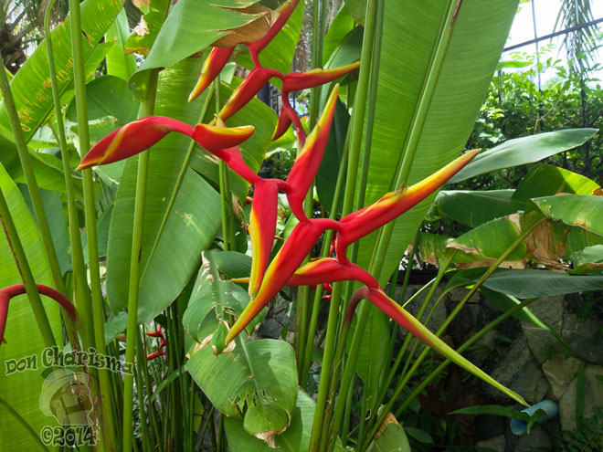 DonCharisma.org-Red-And-Yellow-Flower