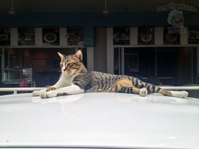 DonCharisma.org-Sunbathing-Cat