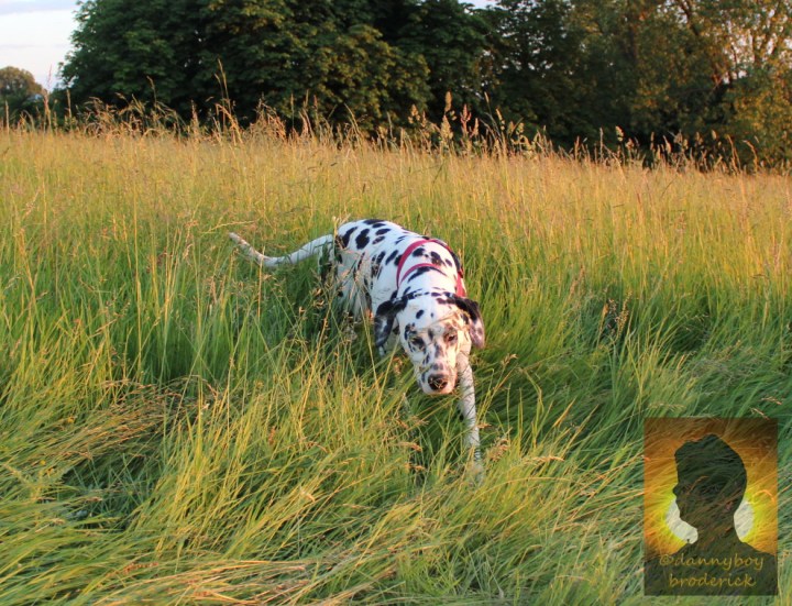 dannyboybroderick-1-dalmation