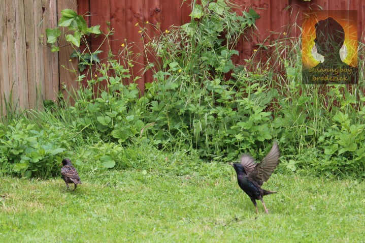 dannyboybroderick-bird-ready-for-takeoff