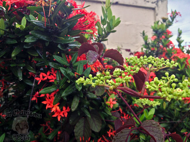 DonCharisma.org-Wasp