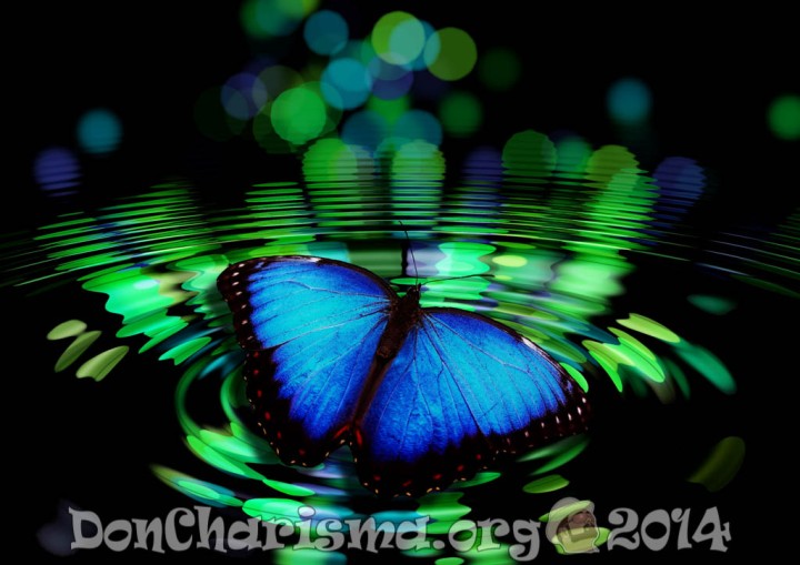 butterfly-pixabay-492536-DonCharisma.org-1024LE