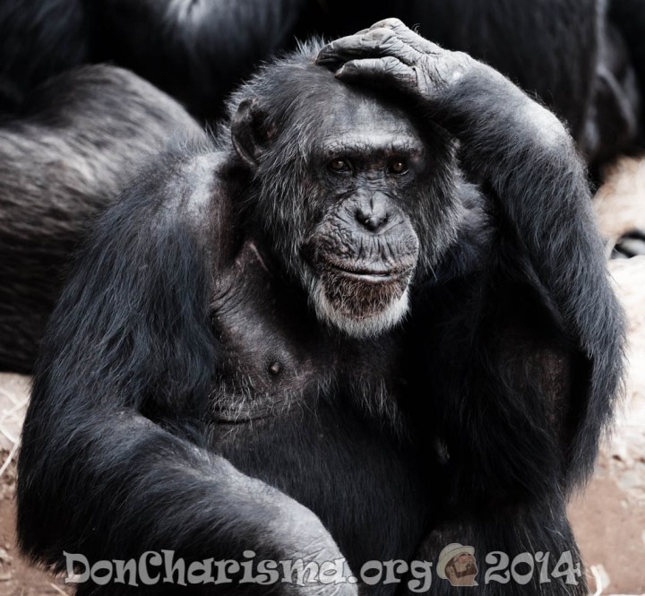 chimpanzee-animal-pixabay-17474-DonCharisma.org-1024LE