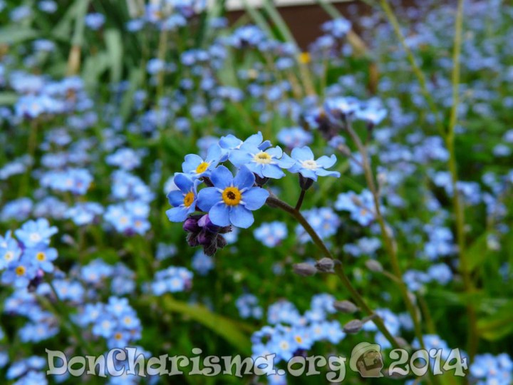 forget-me-not-flower-pb-3965-DonCharisma.org-1024LE