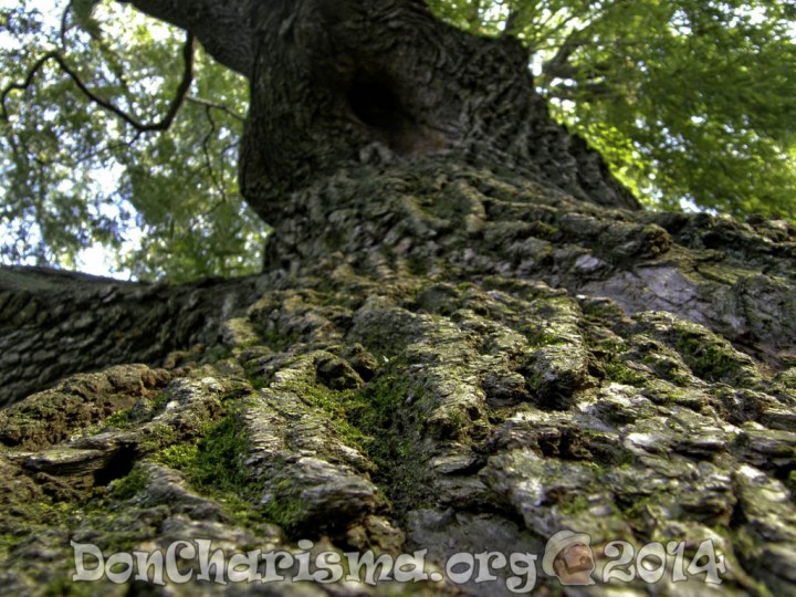 trees-84445-DonCharisma.org-1024LE