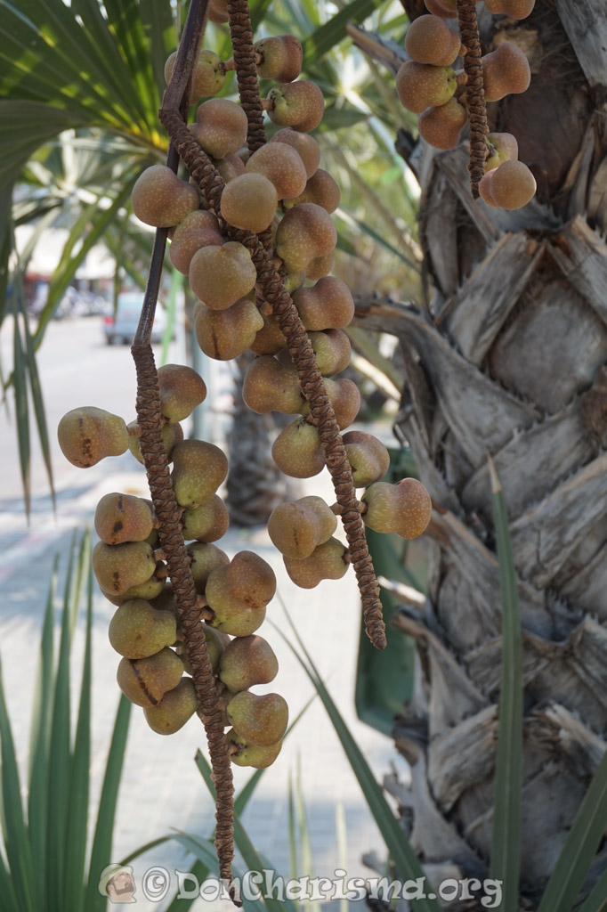 DSC03233-DonCharisma.org-1024LE