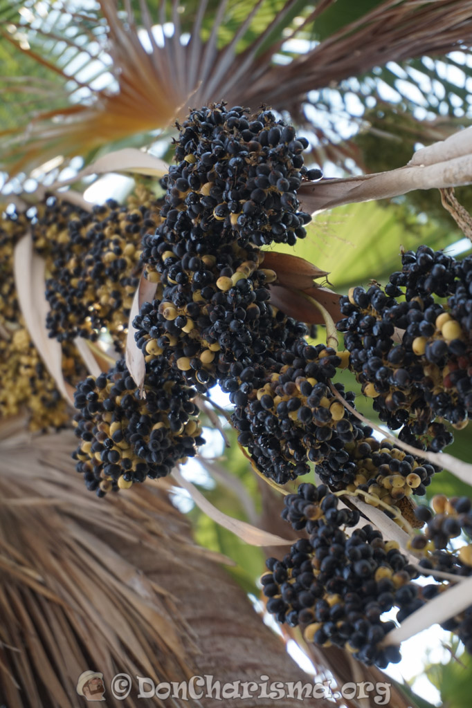 DSC03339-DonCharisma.org-1024LE