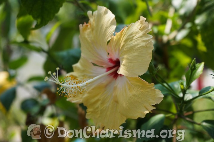 DSC05718-DonCharisma.org-1024LE