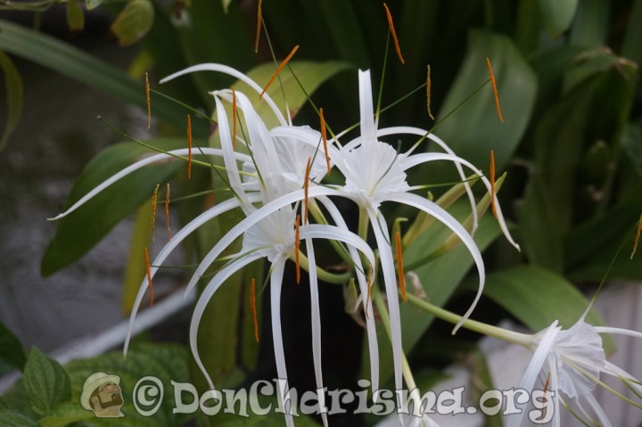 DSC05341-DonCharisma.com-1024LE