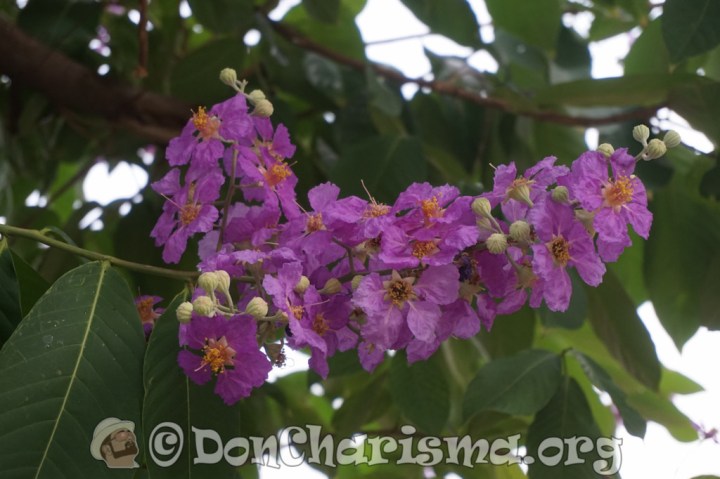 DSC08270-DonCharisma-1024LE