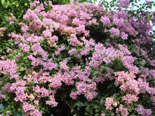 Pink Bougainvillea Bush in Bangkok