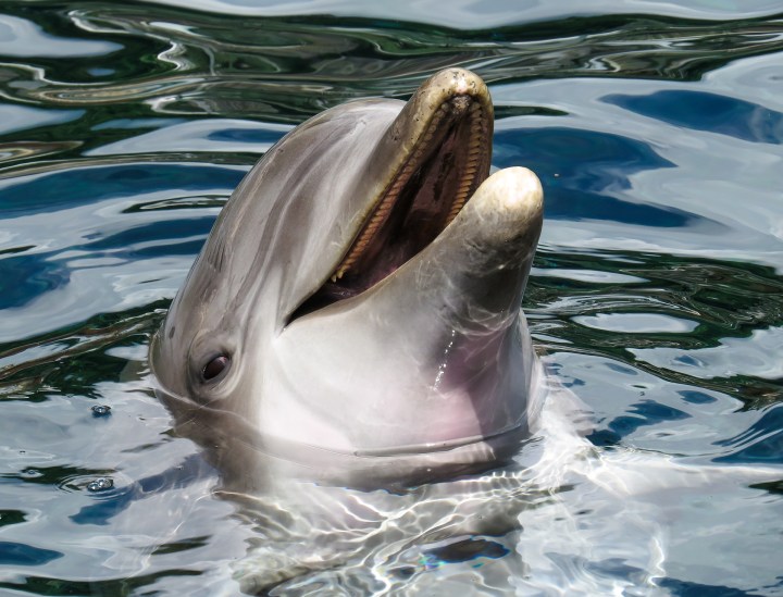 dolphin,sea,marine mammals,wise,intelligent,free,curious,show,meeresbewohner,pinball,water,eye,tooth,hello,DON CHARISMA