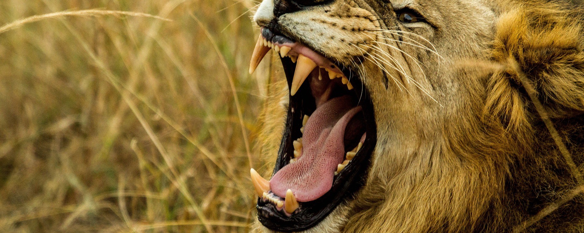 lion,roar,wildlife,africa,danger,fang,hunter,male,king,mane,power,strength,mouth,wild,animal,dangerous,teeth, DON CHARISMA
