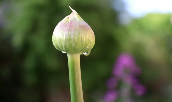 nature,flower,plant,summer,leek,ornamental onion,dew,bud,blossom,bloom,stengel,spring,violet,close up,leaf,green