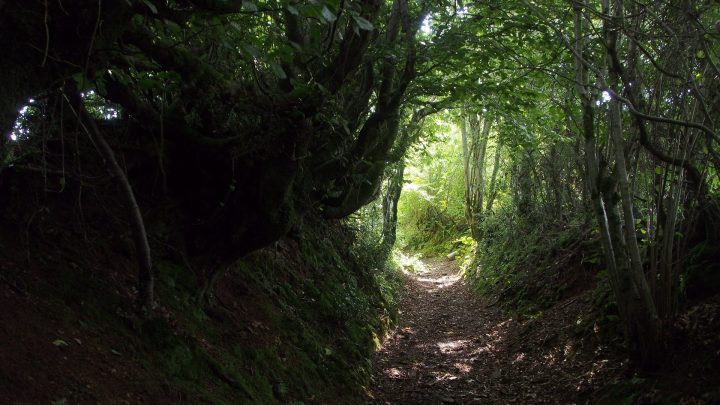 path,shade,shadow,gloom,forest,nature,trail,glade,light,tunnel,overgrown,enclosed,footpath,wood,tree,hope,sunlight,end, DONCHARISMA