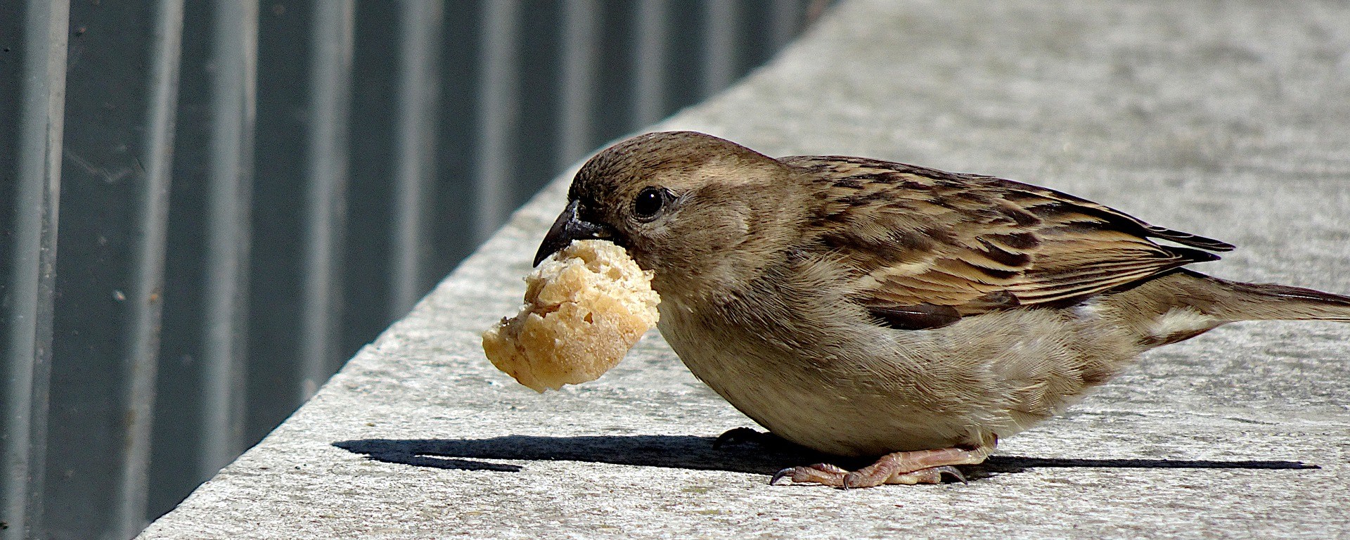 sparrow,birds,animals,plumage,beak,cute,eat,catch,bread, DONCHARISMA