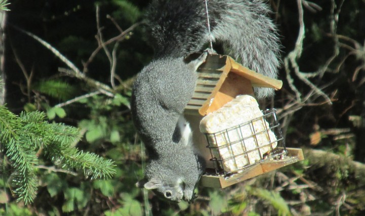 squirrel,ingenious,problem solving,nature,hungry,possibilities,outside,innovation,inventive,creativity,reward,risk,resourceful,challenge,effort,humorous,eating,upside down,clever, DON CHARISMA