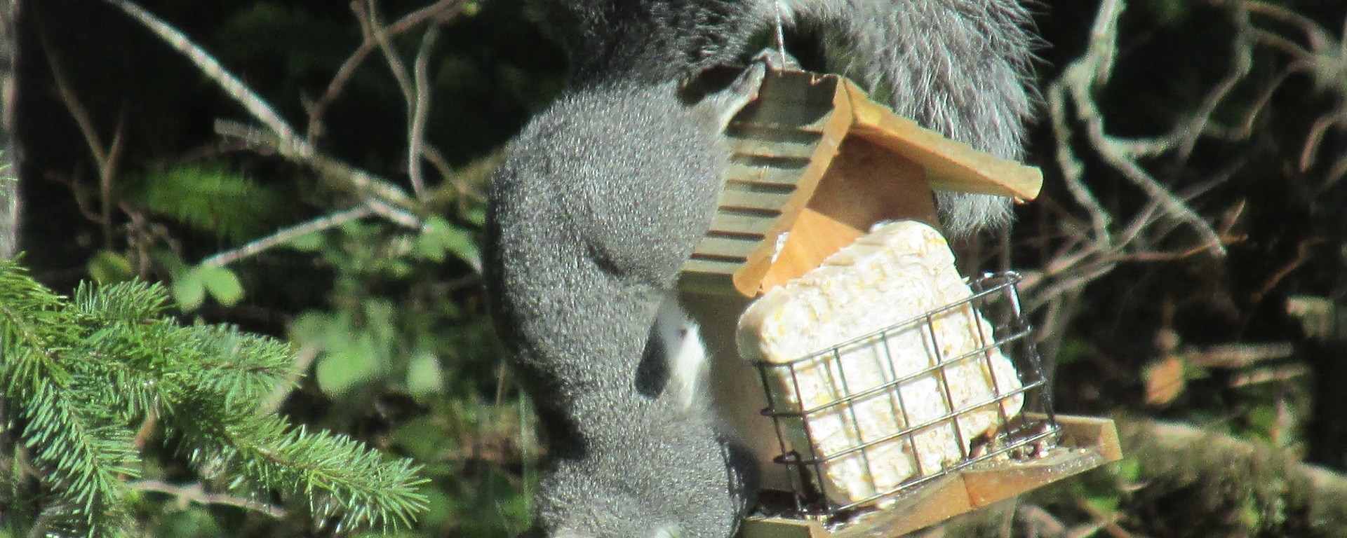 squirrel,ingenious,problem solving,nature,hungry,possibilities,outside,innovation,inventive,creativity,reward,risk,resourceful,challenge,effort,humorous,eating,upside down,clever, DON CHARISMA