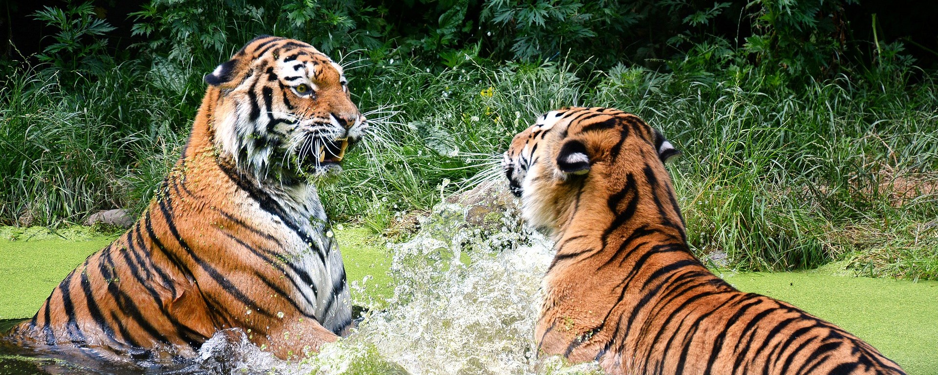 tiger,big cat,zoo,portrait,predator,animal world,tiergarten,animals,cat,schönbrunn,water,fight,, DON CHARISMA